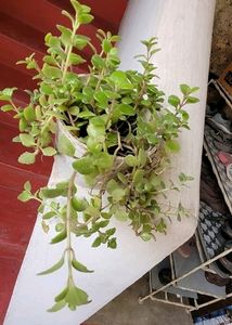 Pilea Depressa Plant &amp; Pot