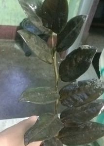 black zz single stem Cutting