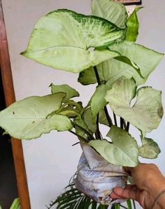 Pack 2 Caladium Biclor &amp; Evergreen Arrowhead Plant