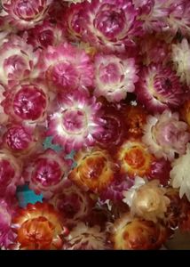 Dry Flowers