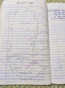 Class 11 Biology Handwritten Notes