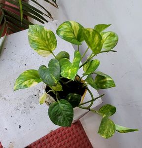 Pack 2 Evergreen Money &amp; Arrowhead Plant 🪴