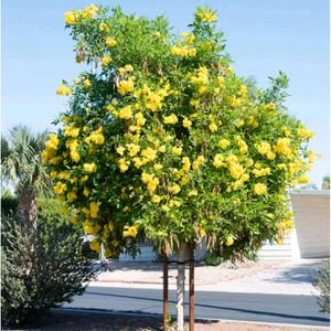 Ticoma Plant 20 Seeds