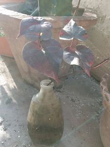 Violet Climbers (Plant Only )