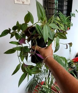 2) zebronics &amp; Arrowhead Plants 🌴