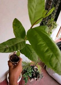 3 Set  Ming Aralia Pana &amp; Money &amp; Bear Plants
