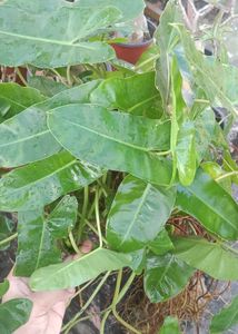 green burl marx Philodendron Plant
