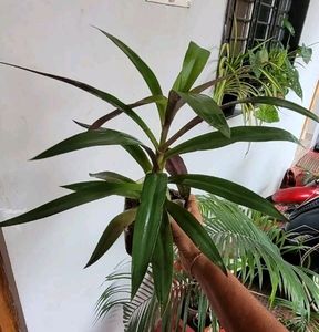 3 Set Moses in the Cradle &amp;Turtle Vine plants