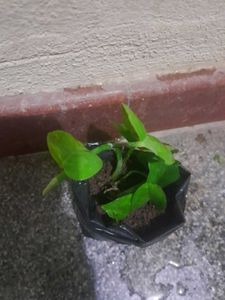 3 Healthy Pothos Plant Cutting potted in grow bag