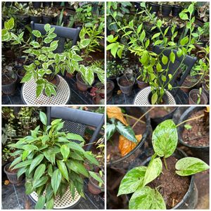 26 Live Root Plants