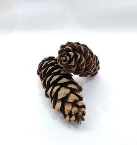 Pinecone Flower From Tibet Set Of 2