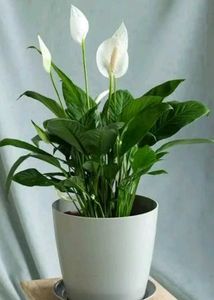 Combo of plants