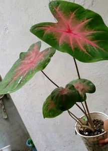 Set 2 Pandanus veitchii &amp; Caladium Alocasia Plants