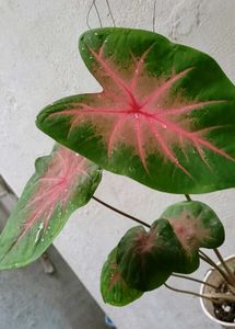 Set 2 Pandanus veitchii &amp; Caladium Alocasia Plants