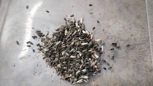 Original Sunflower seeds
