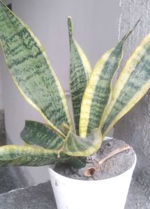 Real Snake Plant for Sale