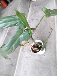 best 3 indoor plants combo
