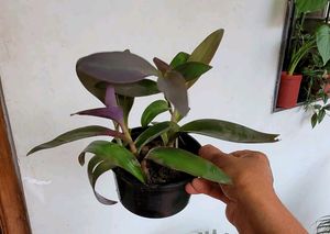 Set 4 Plectranthus Nitidus,Diffenchie,Purple Heart
