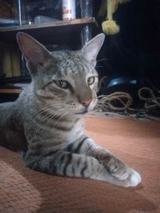 Home + Steet Cat ( Billa )