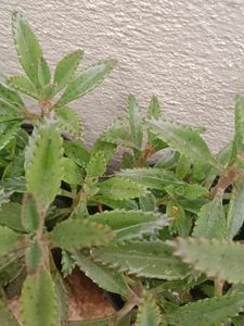 Healthy Succulent Plants Collection