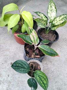Assorted Houseplants