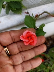 Combo Of 3 colour Portulaca Cutting And Seeds