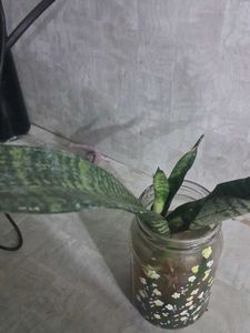 Snake Plant