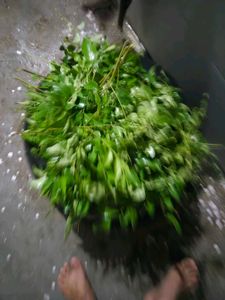 Fresh Curry Leaves Bunch dry