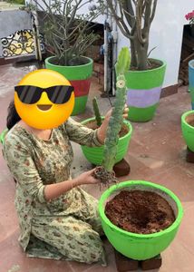 Dragon fruits plant original quality real plan