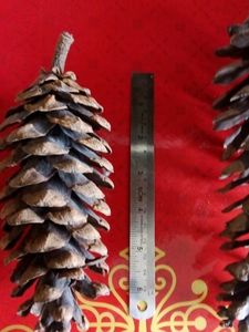 2 Real Pine Cones From Bhutan