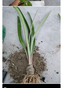 6 Plant Combo With Pot