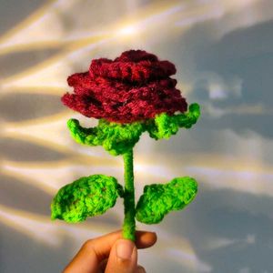 Cute Rose Flower