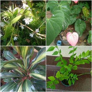 16 live root plants