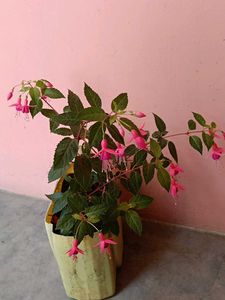 Fushia Live Plant