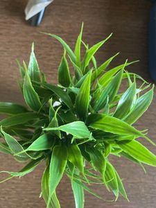 plastic artificial plant 1 piece