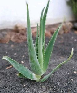 Plants Combo