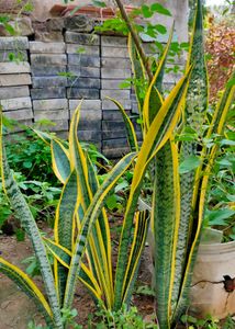 big verigeted snake plants