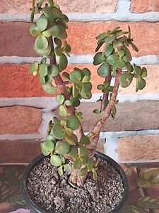 Lucky Jade Plant
