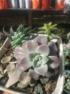 5 Big Succulent Combo