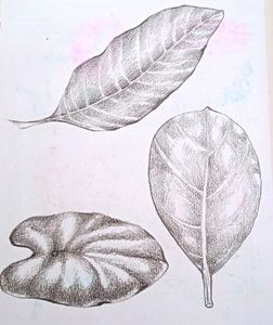 Still Life Shade Drawing
