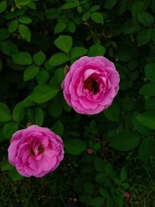 pink Rose steams 🌸