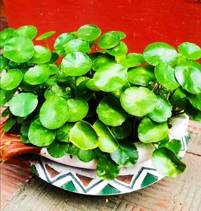 Coin Plant