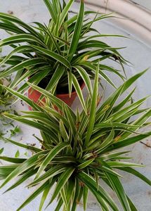 Set3 Spider &amp; Tradescantia fluminensis Plant
