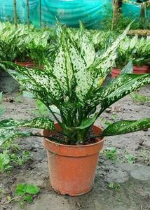 BUY ONE GET TWO Aglaonema Indoor/Outdoor Plant
