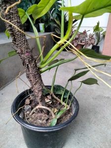 Indoor plants combo