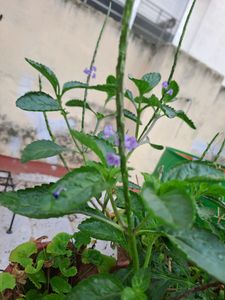 Blue Snakeweed / Porterweed Seeds