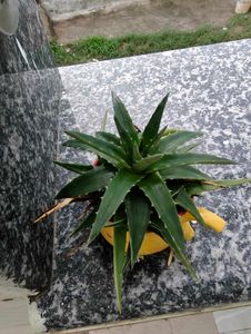 Combo Of 3 Cactus
