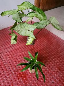 Pack 2 Callisia Fragrans& Arrowhead Plants & pot