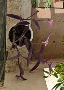 Purple Heart Plant