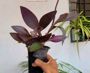 Pack 2 Beautiful heart Purple 💜 &amp; Tulsi Plants